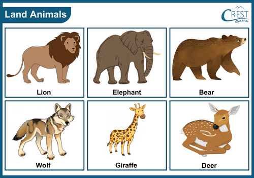 Examples of Land animals