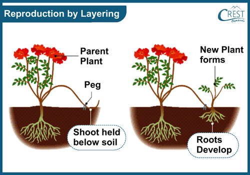 Reproduction by Layering - A Reproduction Method