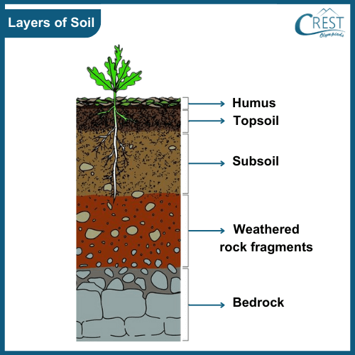 Diagram of Different layers of soil