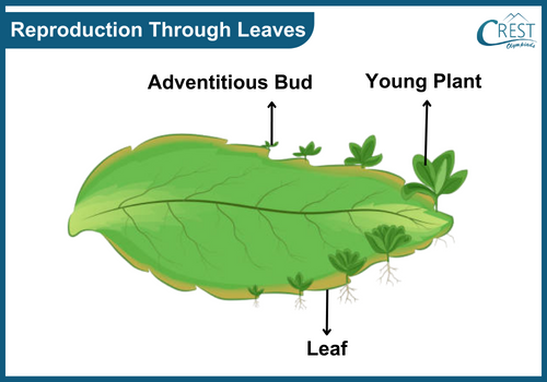Reproduction through leaves