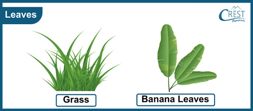 Leaves of Banana and Grass - CREST Olympiads