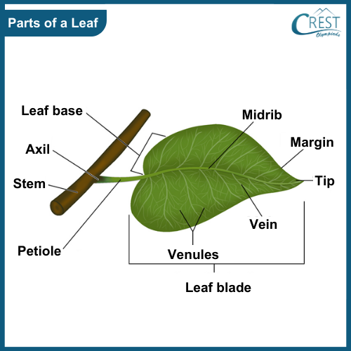 Class 3-Different Parts of leaves