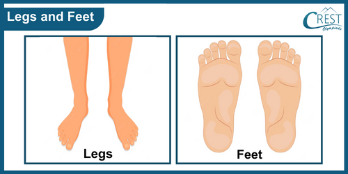 Legs and Feet of Human - Science Grade 5