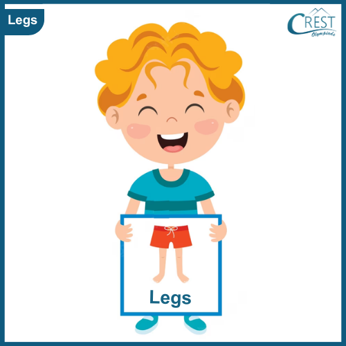 Legs - My Body Parts for Class KG
