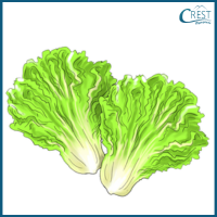 lettuce-1-c