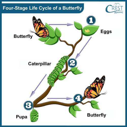 Four Stage - Life Cycle of a Butterfly