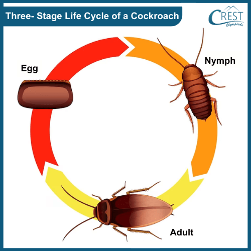 Three Stage - Life Cycle of a Cockroach