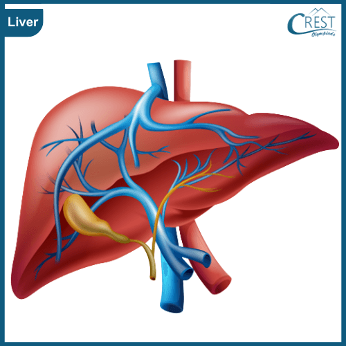 Human Liver - Science Grade 5