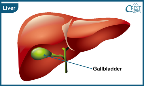 Diagram of Liver