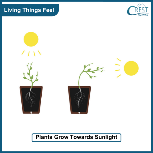 Plant grows towards sunlight