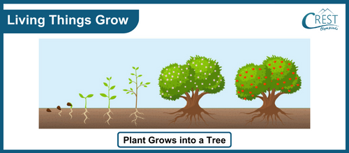 How plant grows into a tree