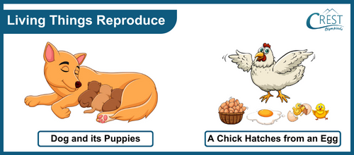Examples of Living Things Reproduction