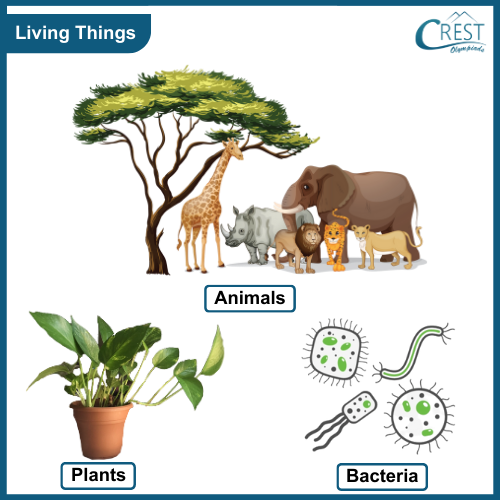 Examples of Living things
