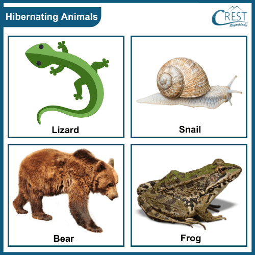 Examples of Hibernating animals