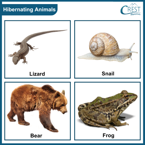 Examples of Hibernating animals