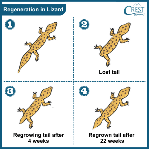 Regeneration in Lizard - Methods of Asexual Reproduction