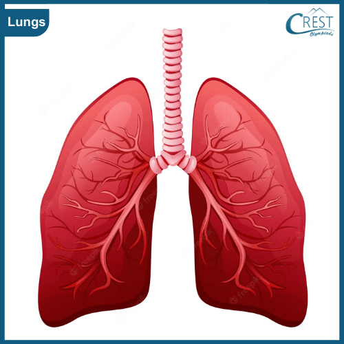 Lungs of Human - Science Grade 5