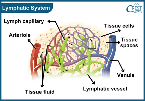 lymphatic-system10