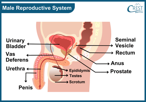 Labelled Diagram of Male Reproductive System of Human - Science Grade 8