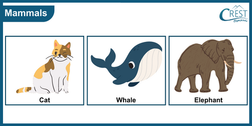 Examples of Mammals