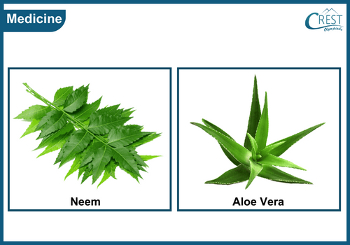 Examples of medicinal plants