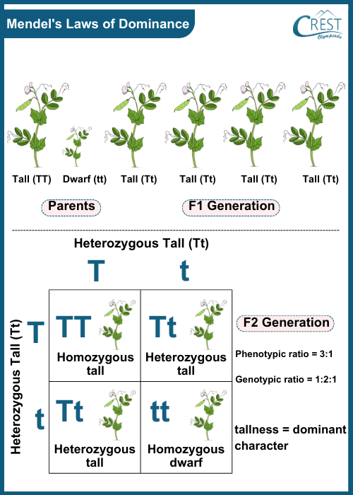 Mendels Laws of Dominance - CREST Olympiads