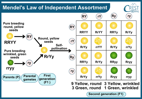 Explanation of Mendels Laws of Independent Assortment - CREST Olympiads
