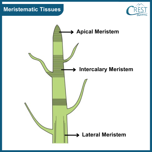 Labelled Diagram of Meristematic Tissues - Definition, Characterstics and Functions etc