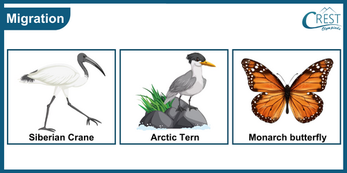 Examples of migratory animals