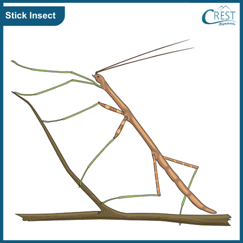 Example of stick insect