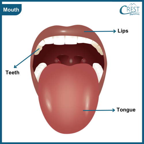 Diagram of human mouth