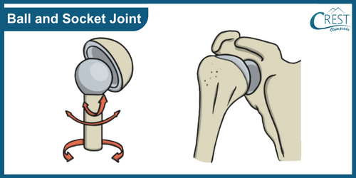 Movable Joints of Human Body