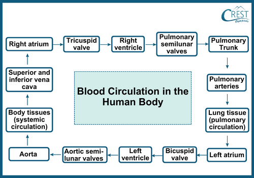 Flow Chart of Blood Circulation in the Heart and Body