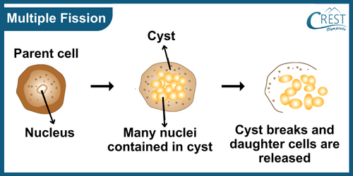 Detailed Explanation of Multiple Fission - CREST Olympiads