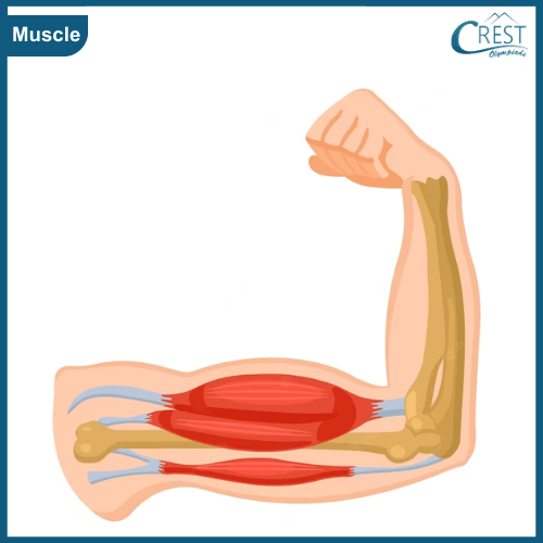 Example of Human Muscle