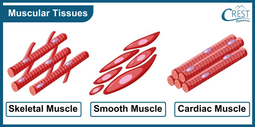 Diagram of Types of Muscular Tissues - Science Grade 9