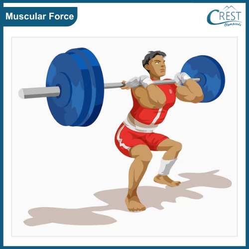 Diagram of Muscular force