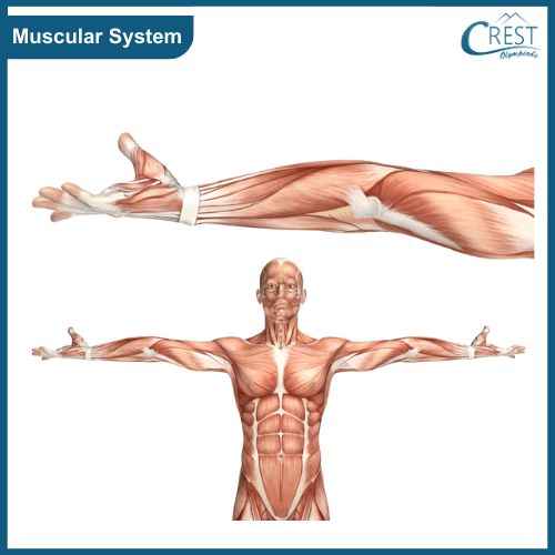 Diagram of muscular System of Human Body