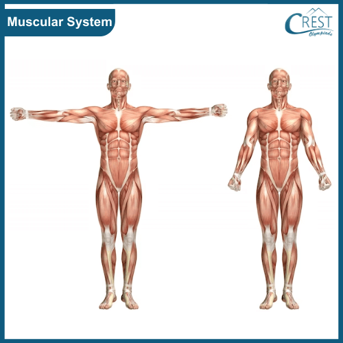 Muscular System of Human Body