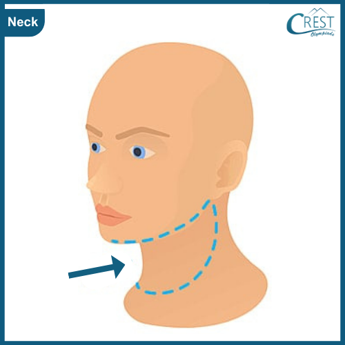 Neck of Human - Science Grade 5