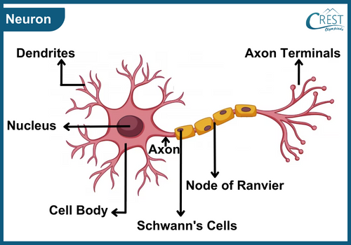 Labelled Daigram of Neuron - Nervous Tissue for Grade 9