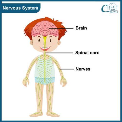 Diagram of Nervous System of Human Body