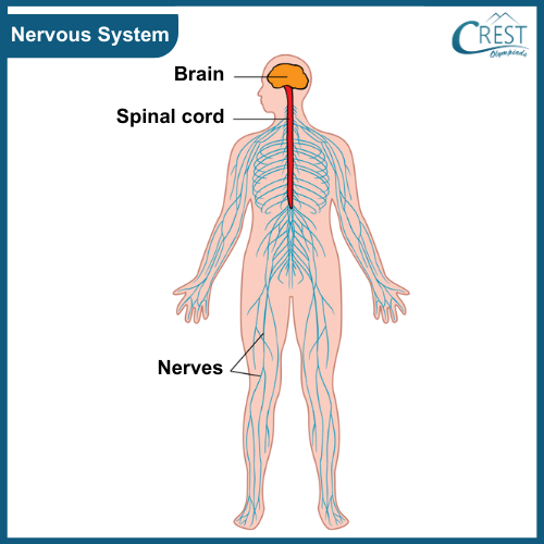 Nervous System of Human Body for Class 5