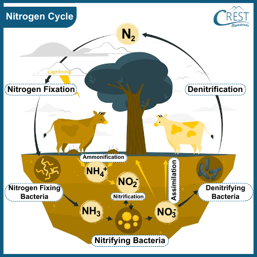 Labelled Diagram of Steps in the Nitrogen Cycle - Science Grade 8