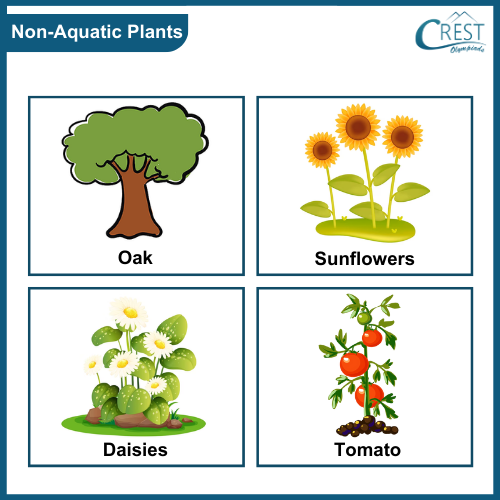 Examples of Non Aquatic Plants