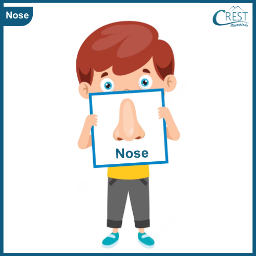 Nose - My Body Parts for Class KG
