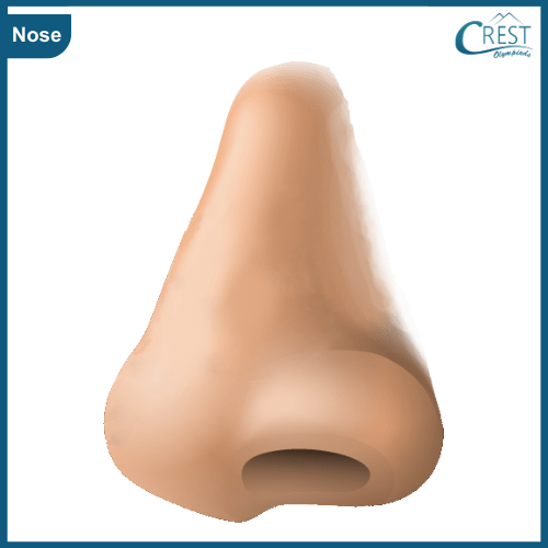 Nose of Human - Science Grade 5