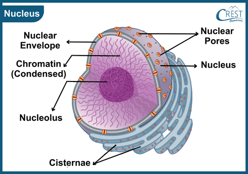 Labelled Diagram of Nucleus - Science Grade 9