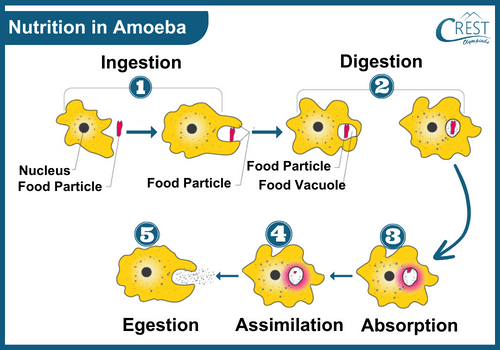 Nutrition in Amoeba - Process of Holozoic Mode of Nutrition