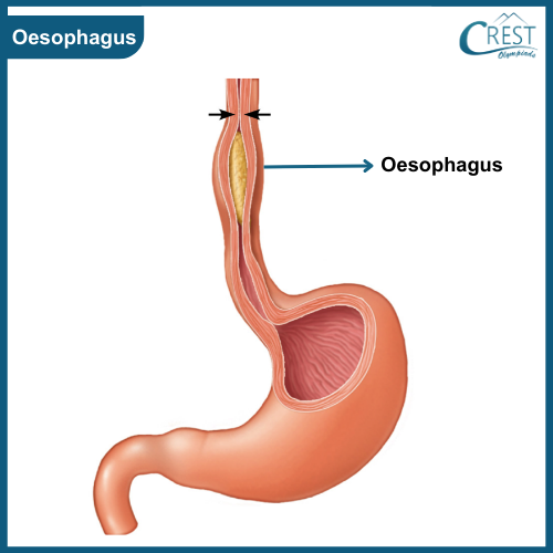 Diagram of Human Oesophagus